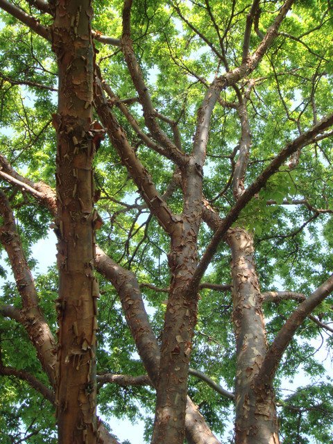 Acer griseum ramure
